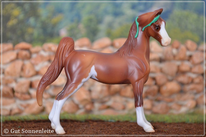 #6029 American Saddlebred | chestnut sabino | 2015 - lfd. OF