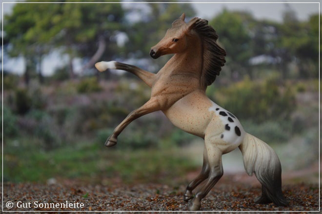 #410176 Parade of Breeds | red roan blanket appaloosa | 2006 OF disc.