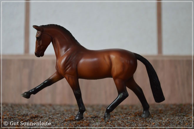 #5609 Hanoverian | bay | 2011 - lfd. OF