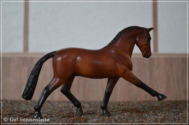 #5609 Hanoverian | bay | 2011 - lfd. OF