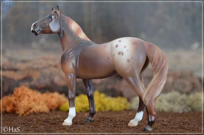 #410512 Parade of Breeds VI | chestnut blanket appaloosa | 2009 OF disc.